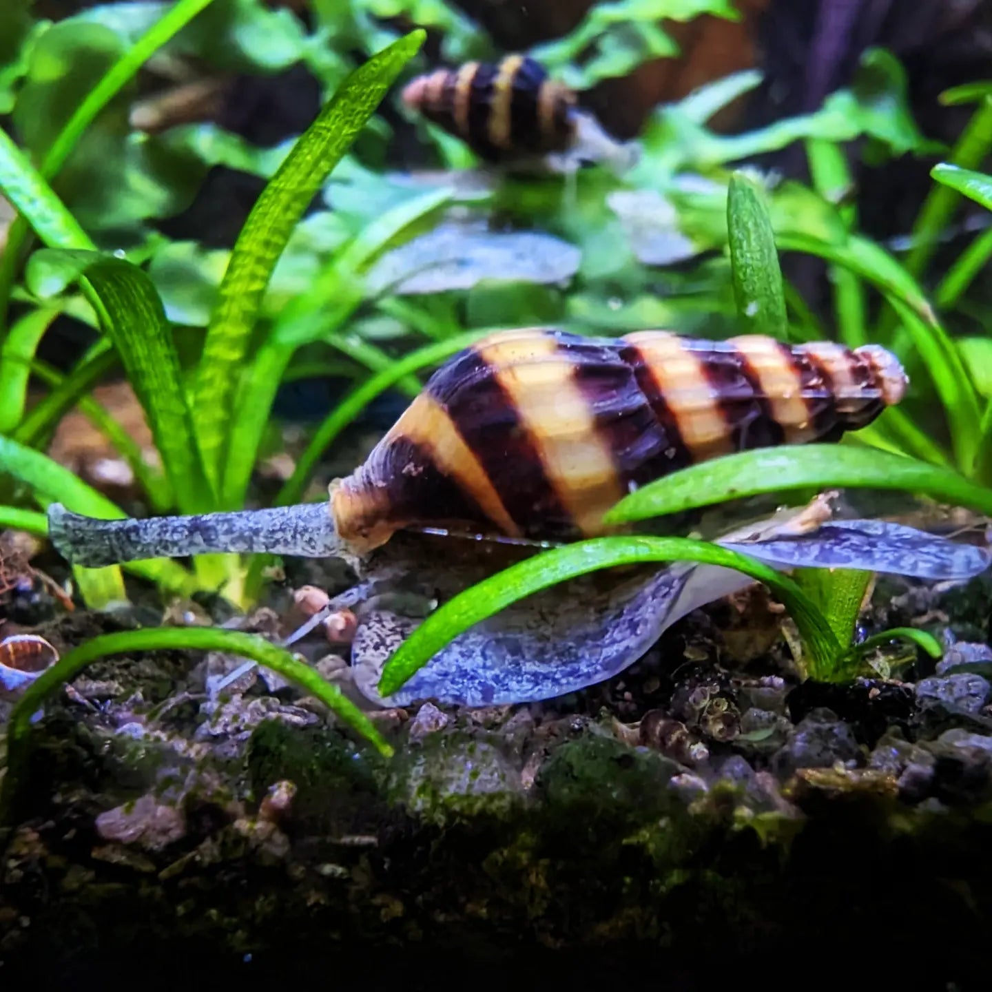 Assassin snail Clea helena
