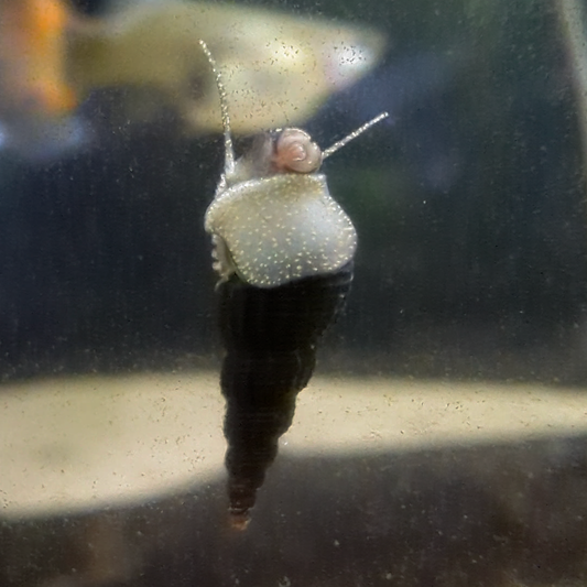 Black Malaysian Trumpet Snails