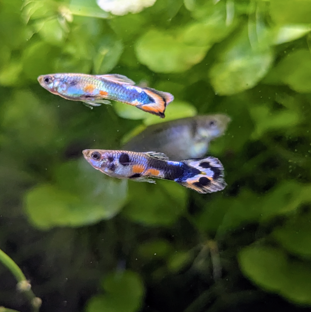 Assorted Endler Guppies for Sale UK-Bred Endlers – Damo's Fish