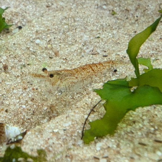Neocaridna shrimp culls