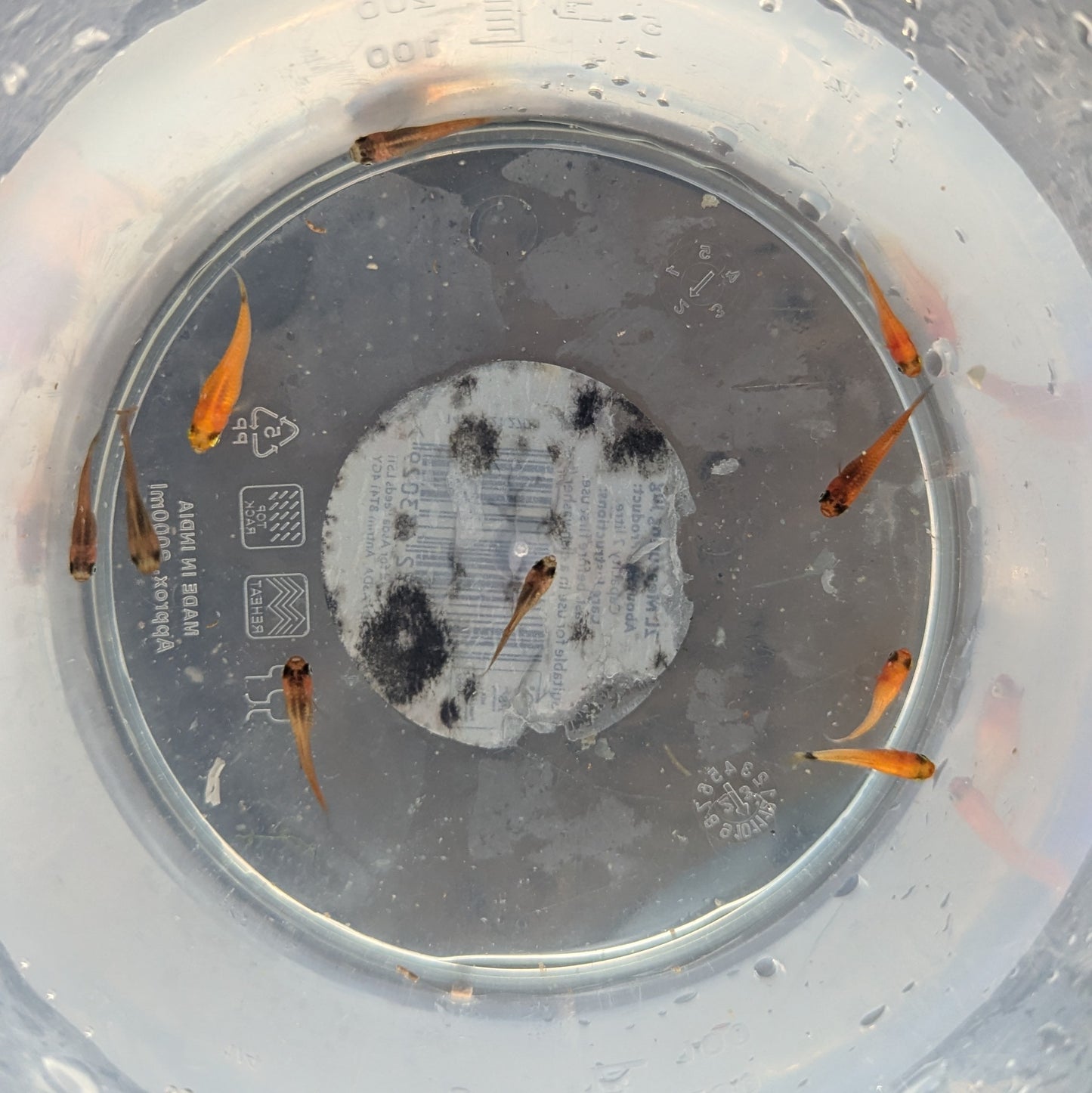 Assorted Variatus Platy (Xiphophorus variatus)