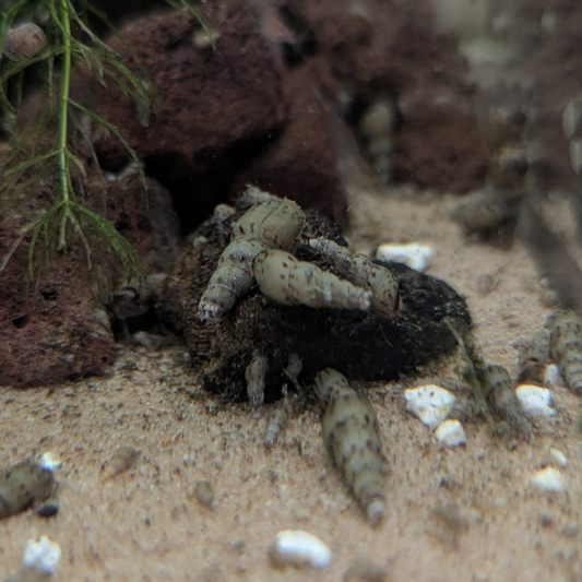 Malaysian Trumpet Snails Red-rimmed Melania