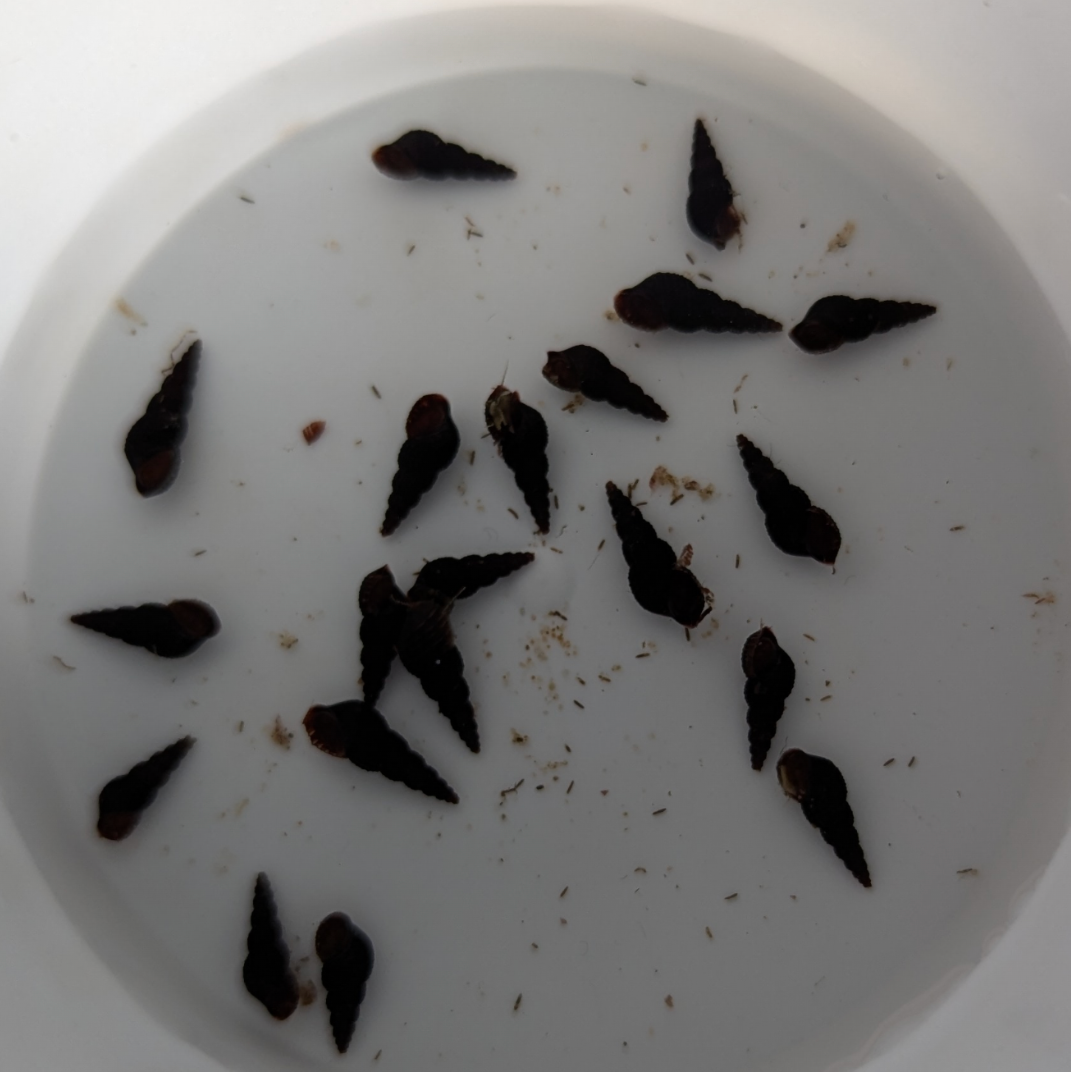 Black Malaysian Trumpet Snails