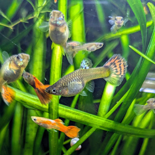 Assorted Guppies