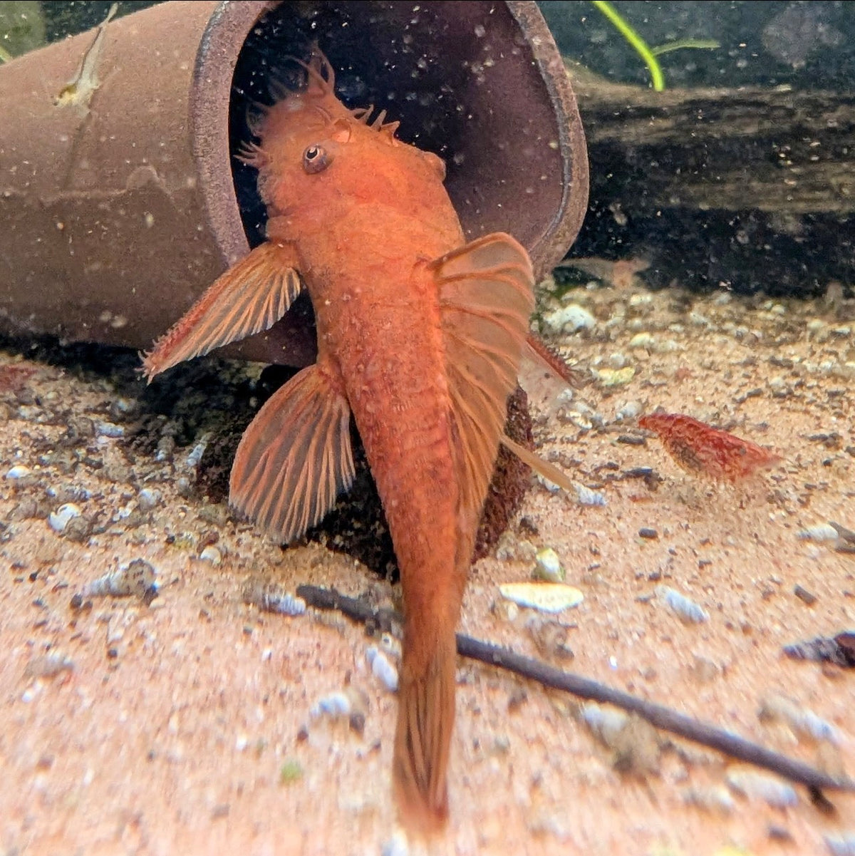 German super red bristlenose pleco