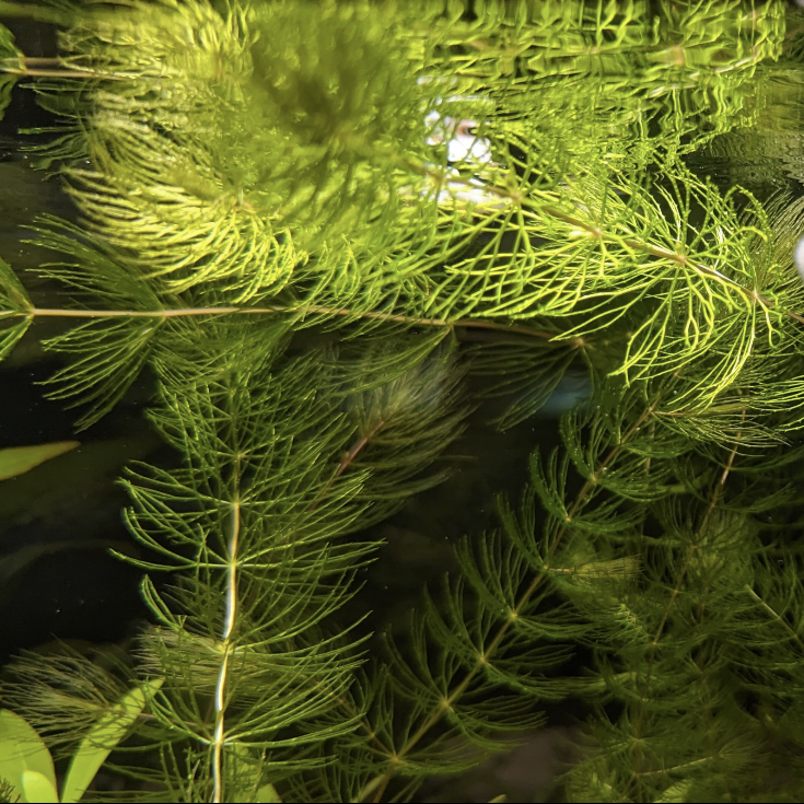 Hornwort Ceratophyllum demersum