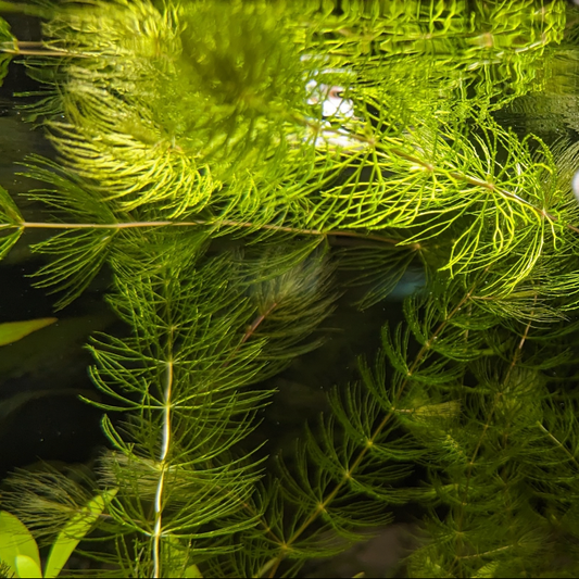 Hornwort Ceratophyllum demersum