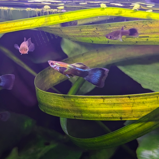 Blue Green Moscow guppy