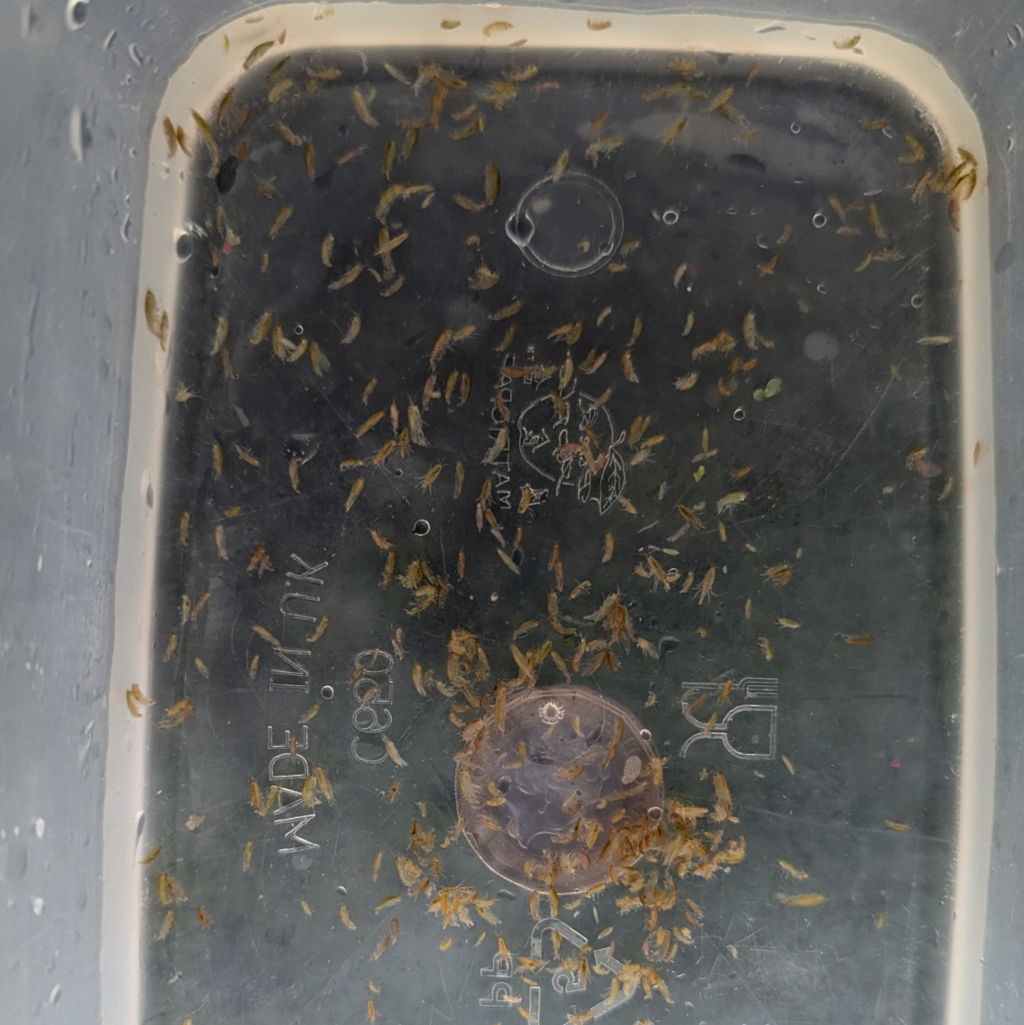 Freshwater scud Gammurus pulex