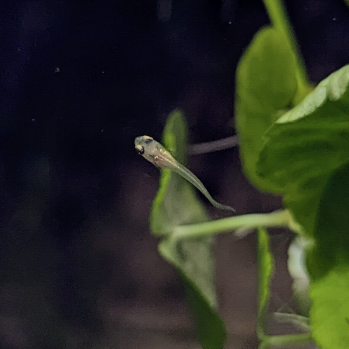 Assorted Endler Guppies