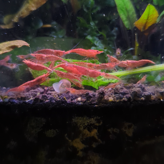 Red cherry shrimp