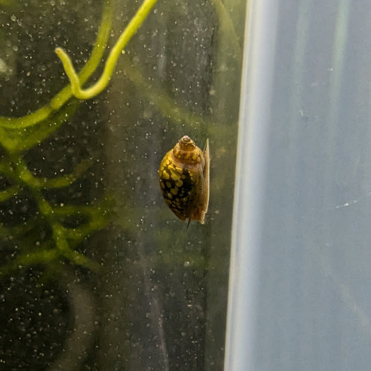 Bladder snail Physa acuta