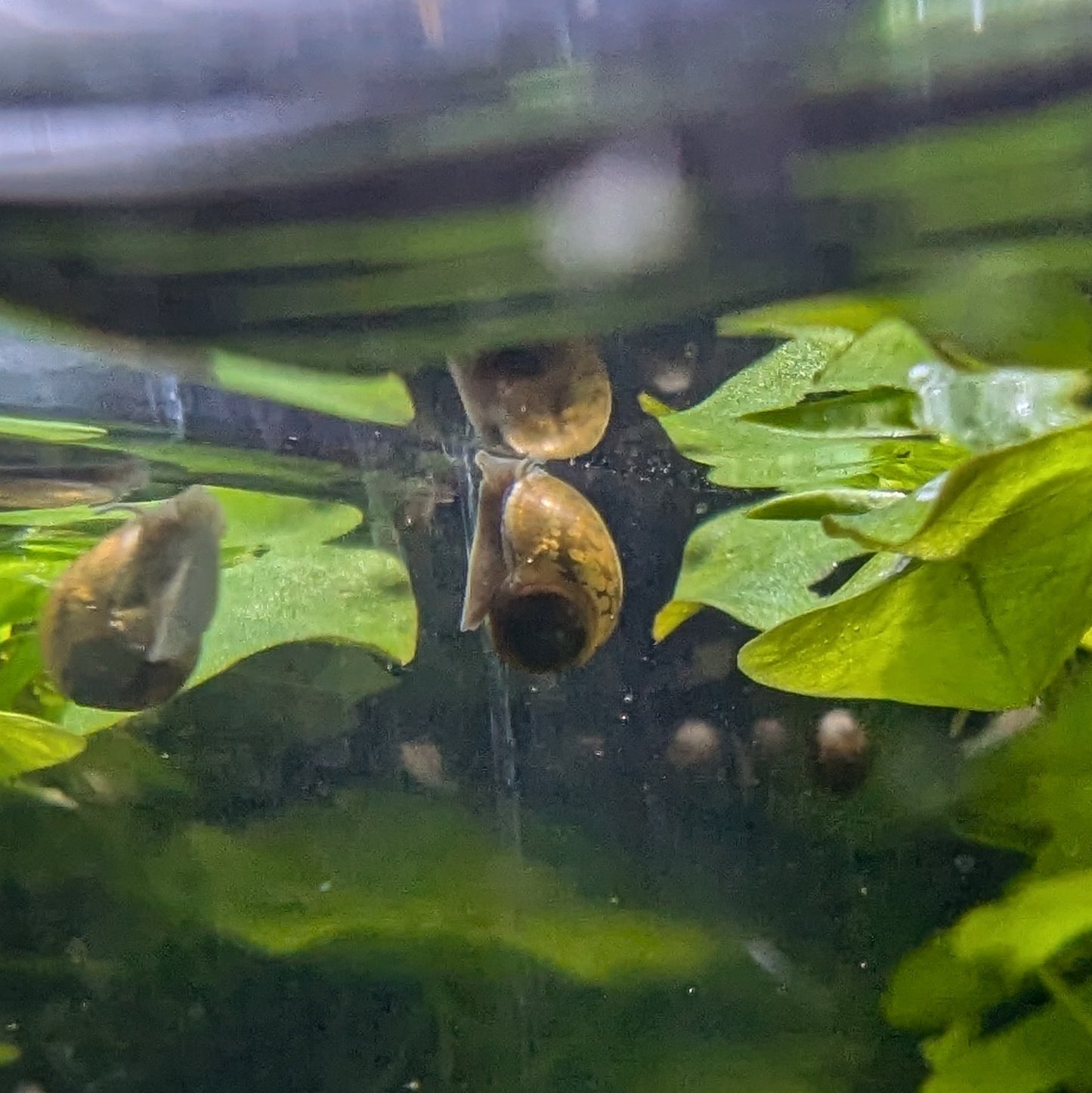 Bladder snail Physa acuta