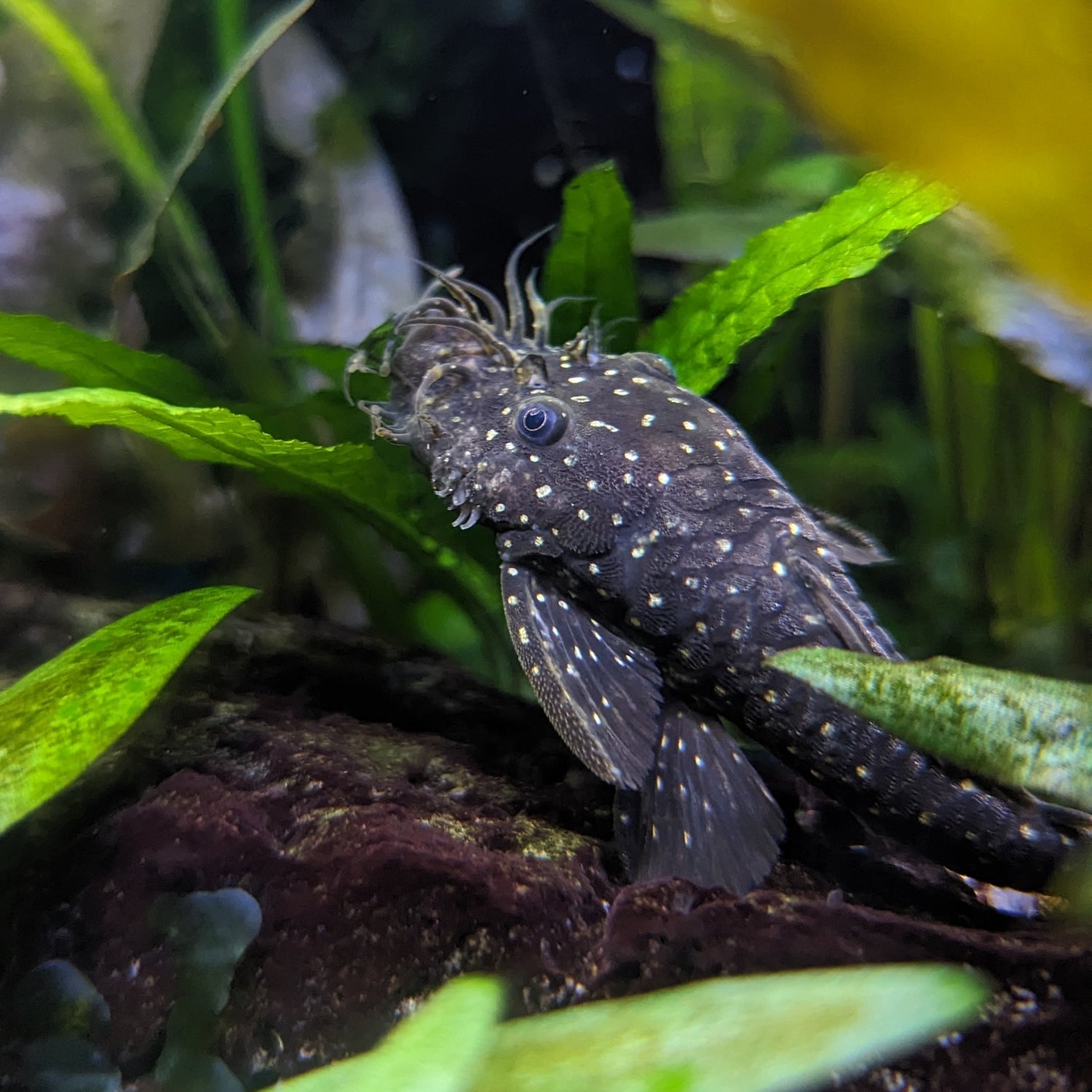 Plecos