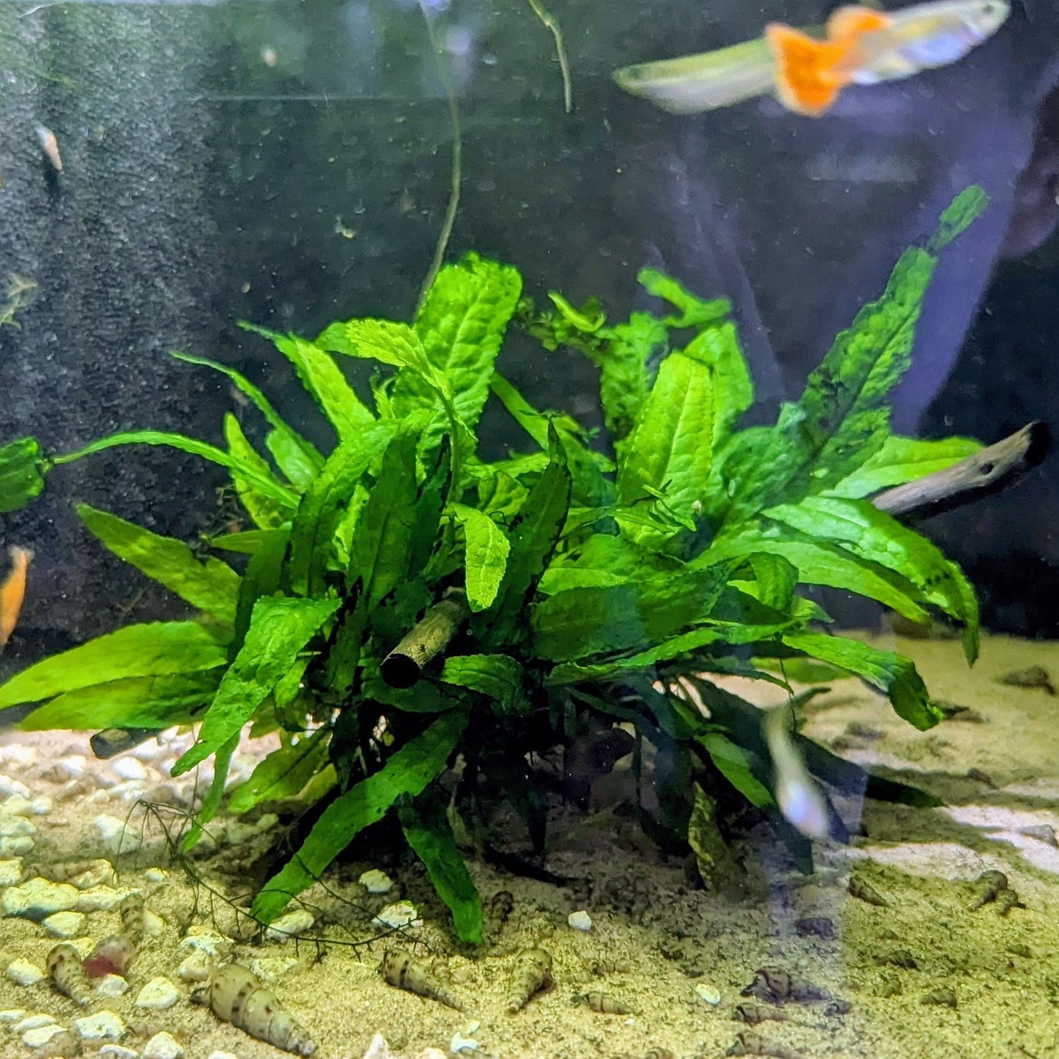 Attached plants and mosses