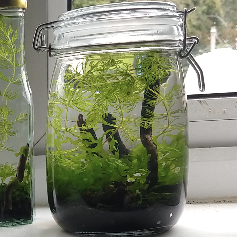 1 litre Ecosphere Self Sustaining Closed Ecosystem