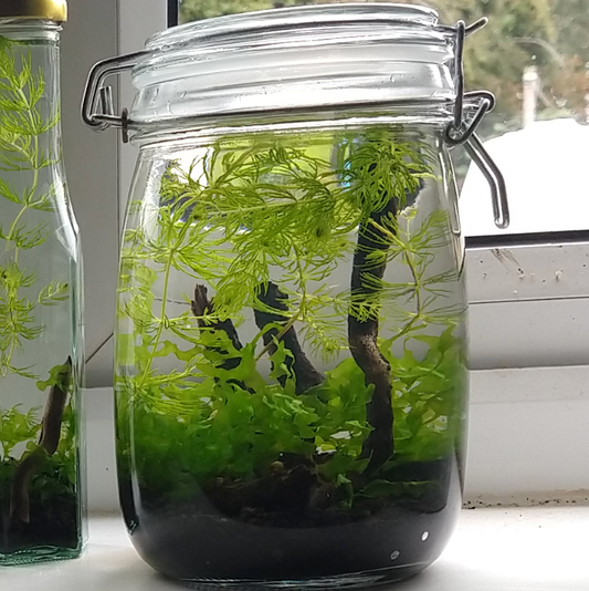 1 litre Ecosphere Self Sustaining Closed Ecosystem