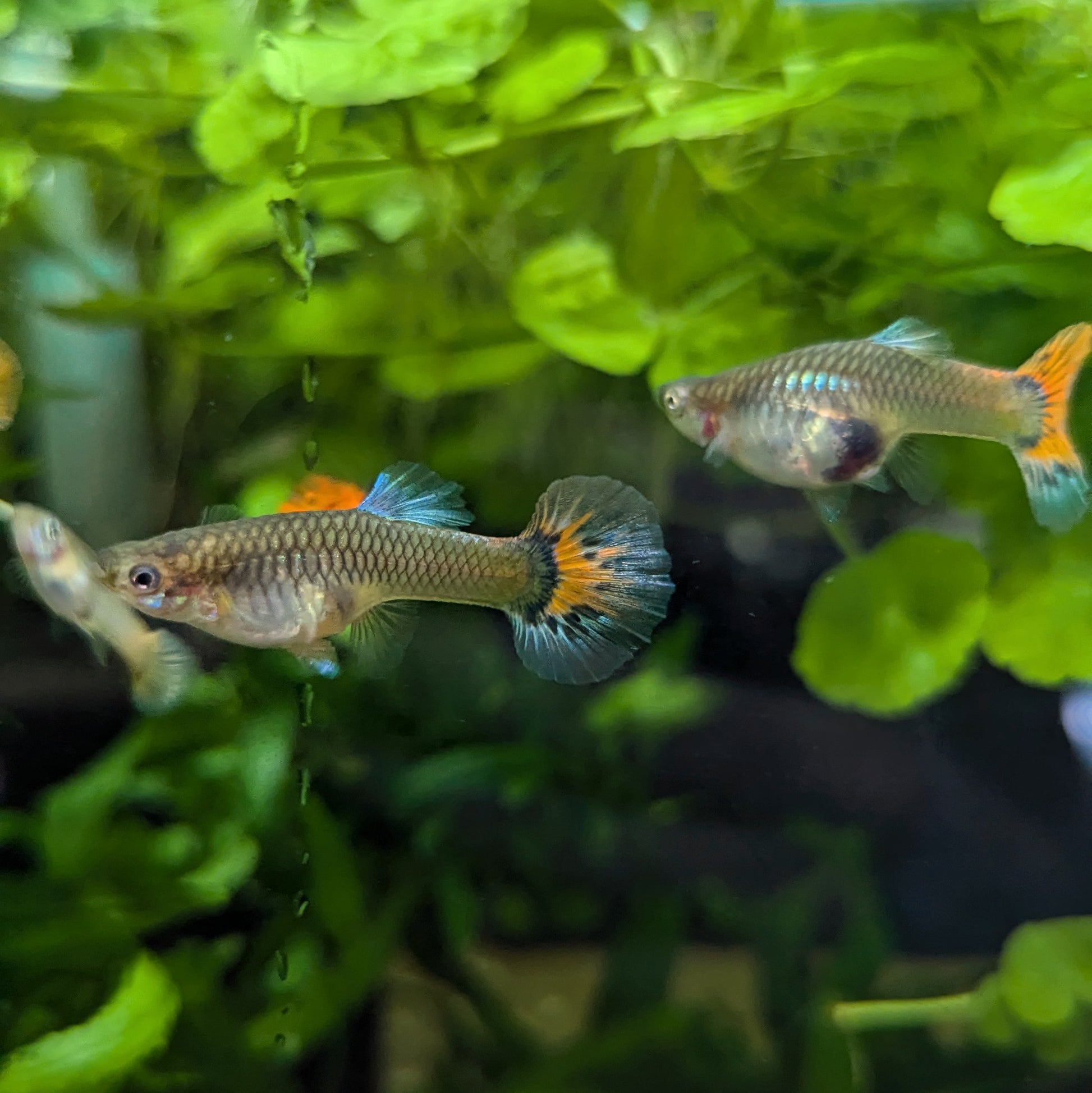 2 female guppies tropical fish with silver a body orange and blue fins 