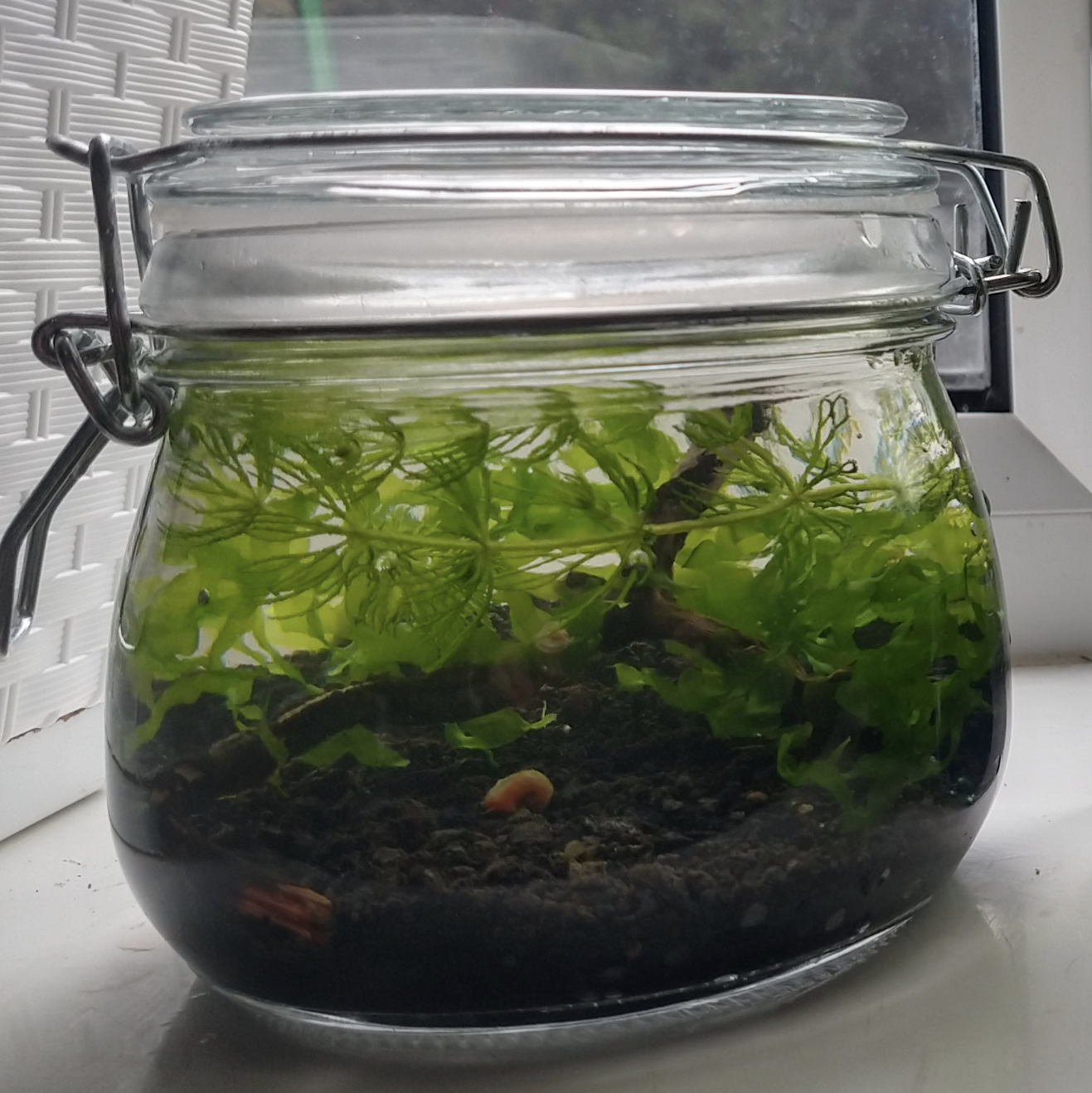 500ml Ecosphere Self Sustaining Closed Ecosystem