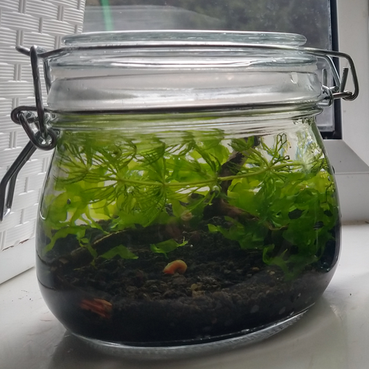 500ml Ecosphere Self Sustaining Closed Ecosystem