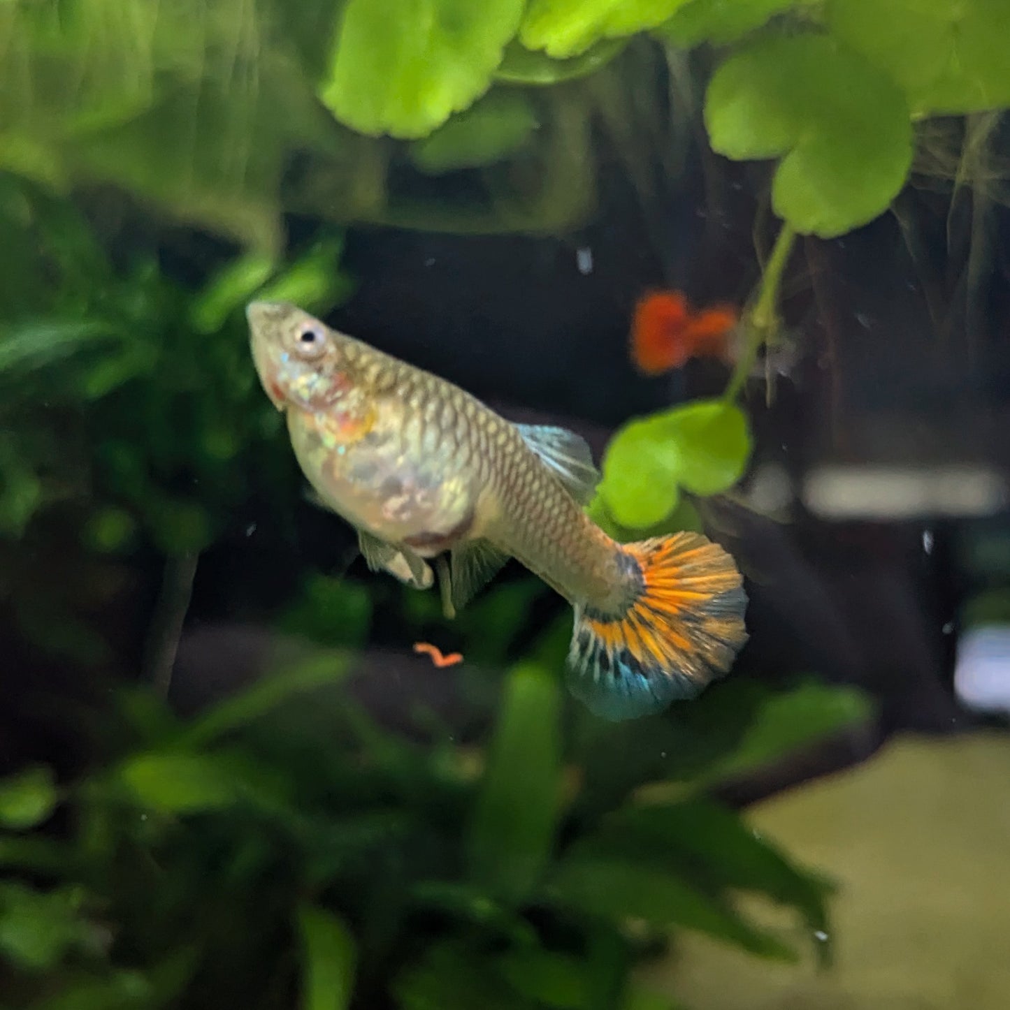 Female guppy tropical fish with silver a body orange and blue fins 