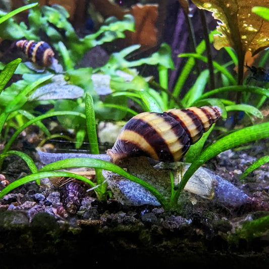 Assassin snail Clea helena