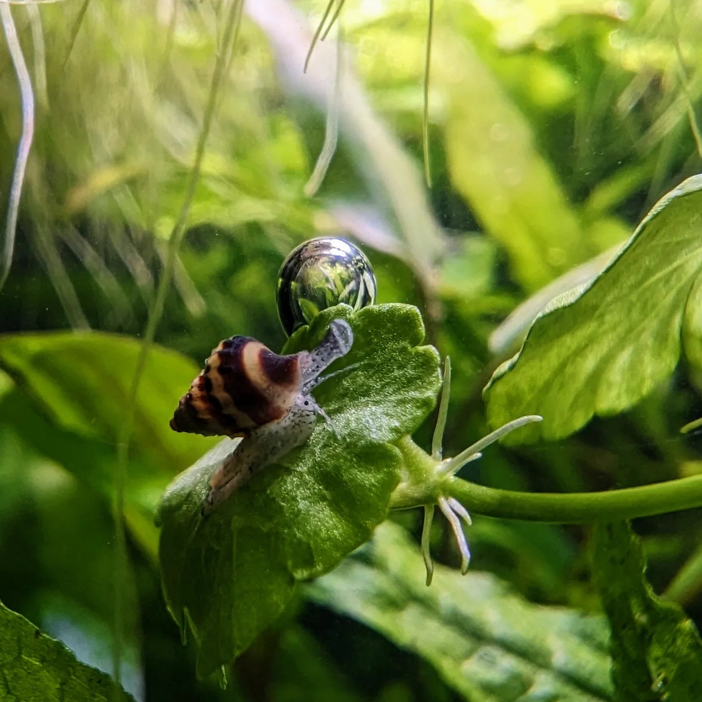 Assassin snail Clea helena – Damo's Fish