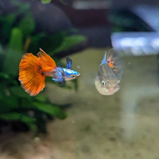 Male guppy blue body and orange fins with a female guppy silver body orange and blue fins 