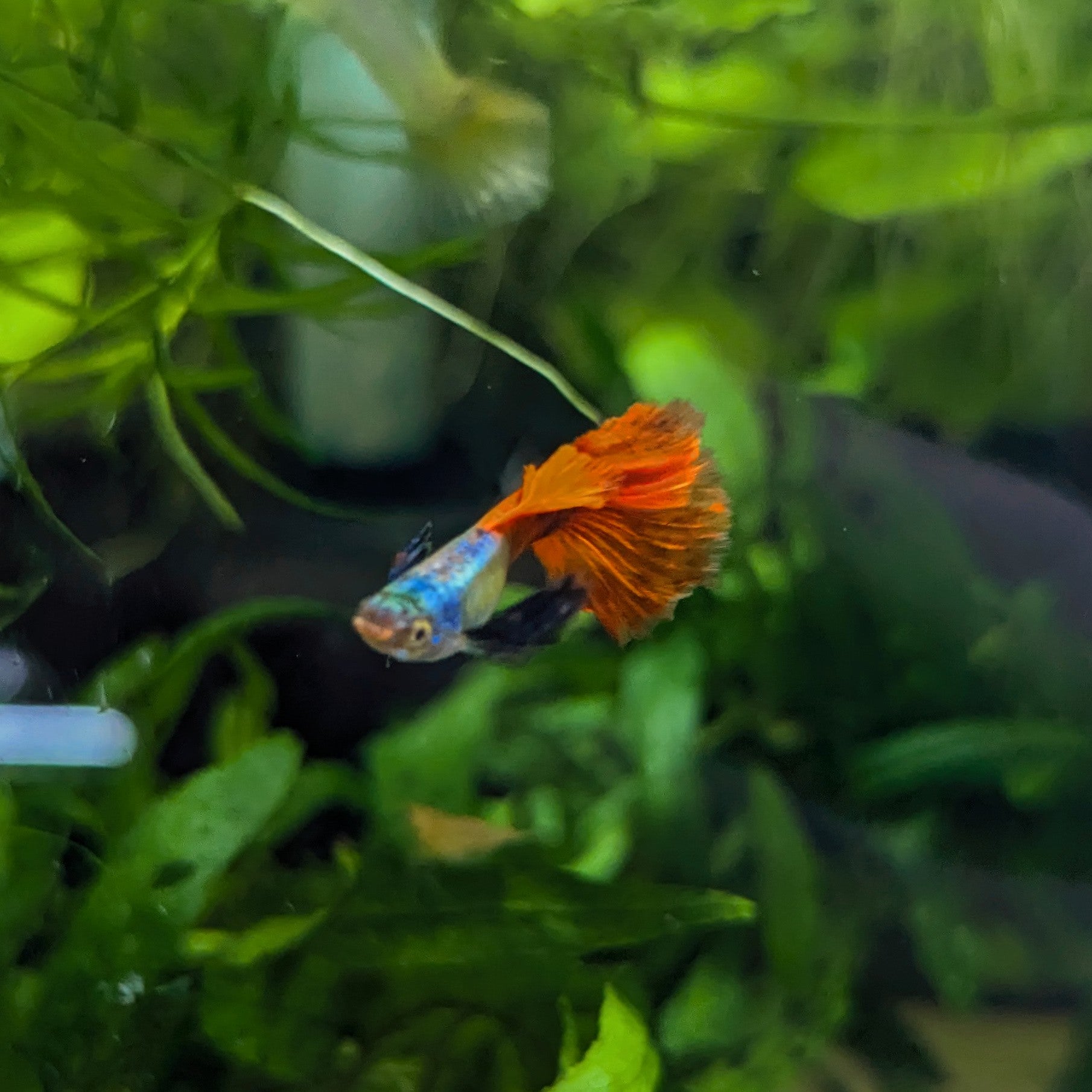 Male guppy tropical fish with orange tail blue body