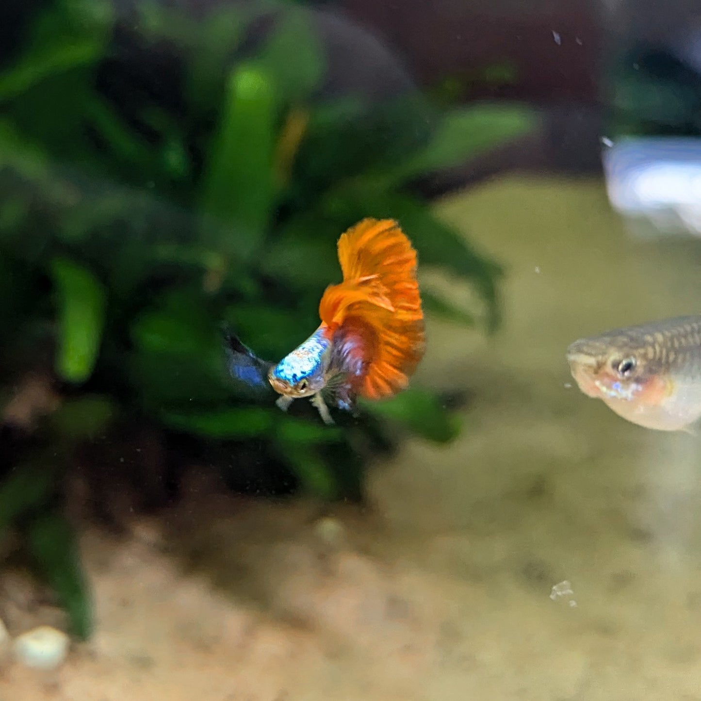 Male guppy tropical fish with orange tail blue body