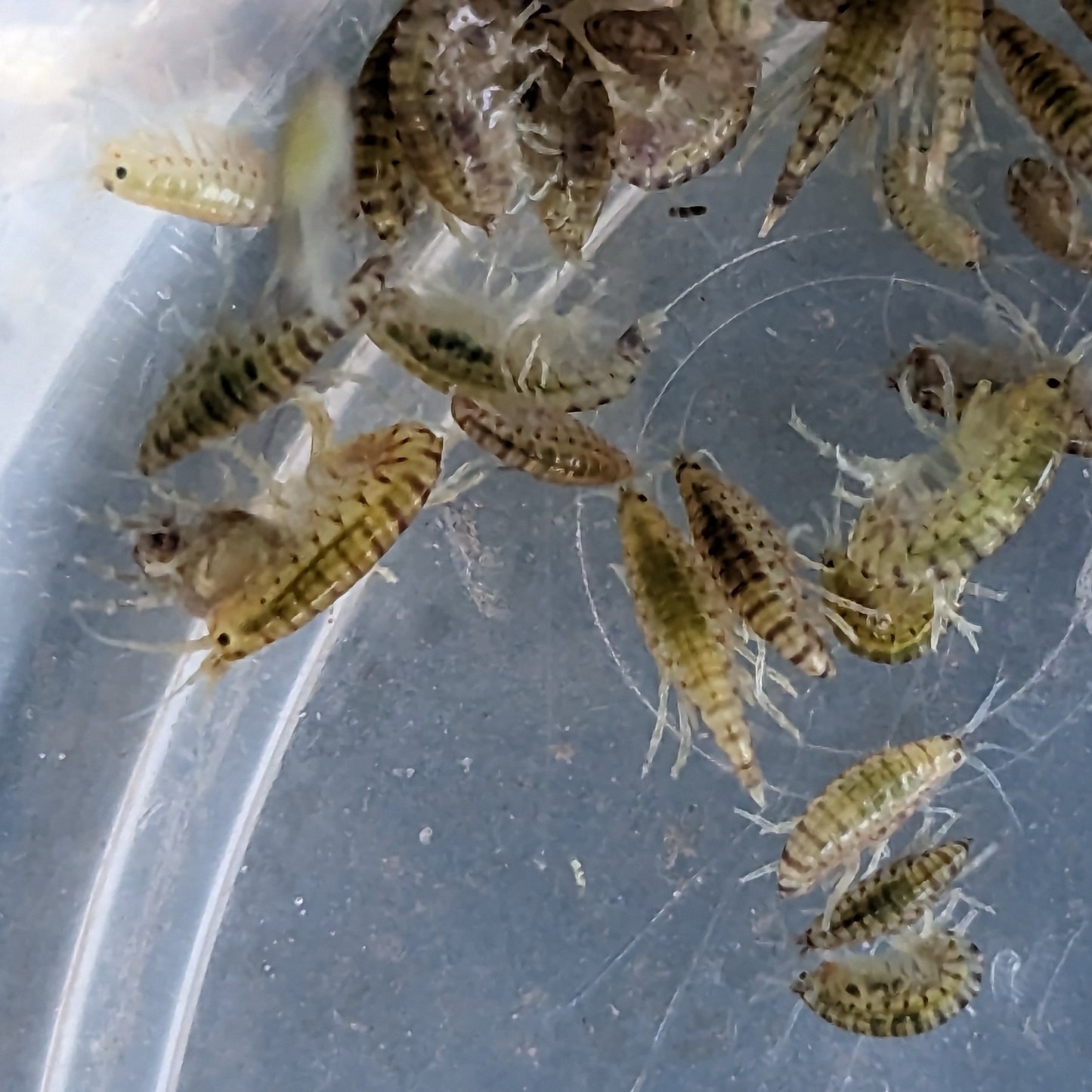 Freshwater scud Gammurus pulex