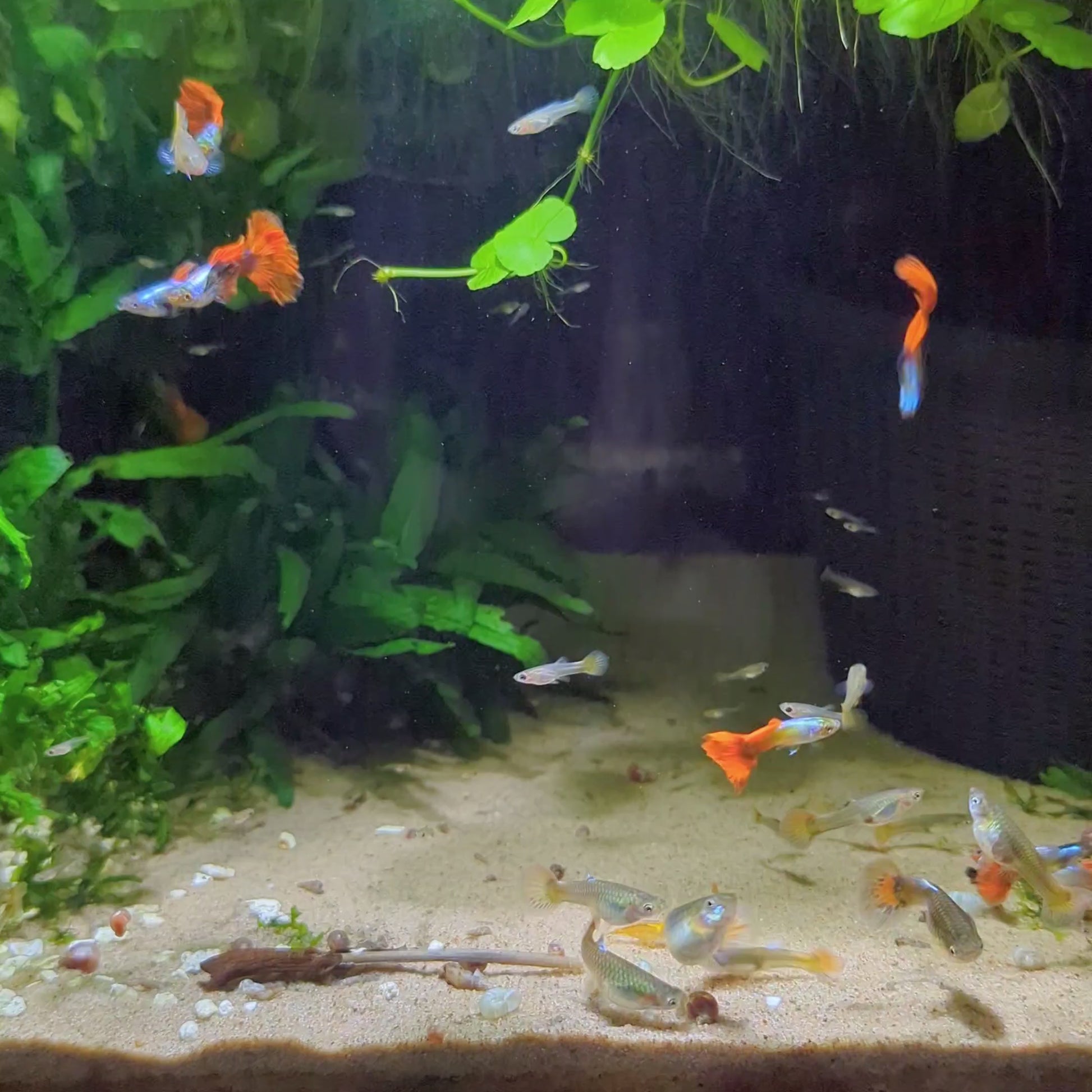 Colony of platinum red tail guppies blue, orange and silver tropical fish 