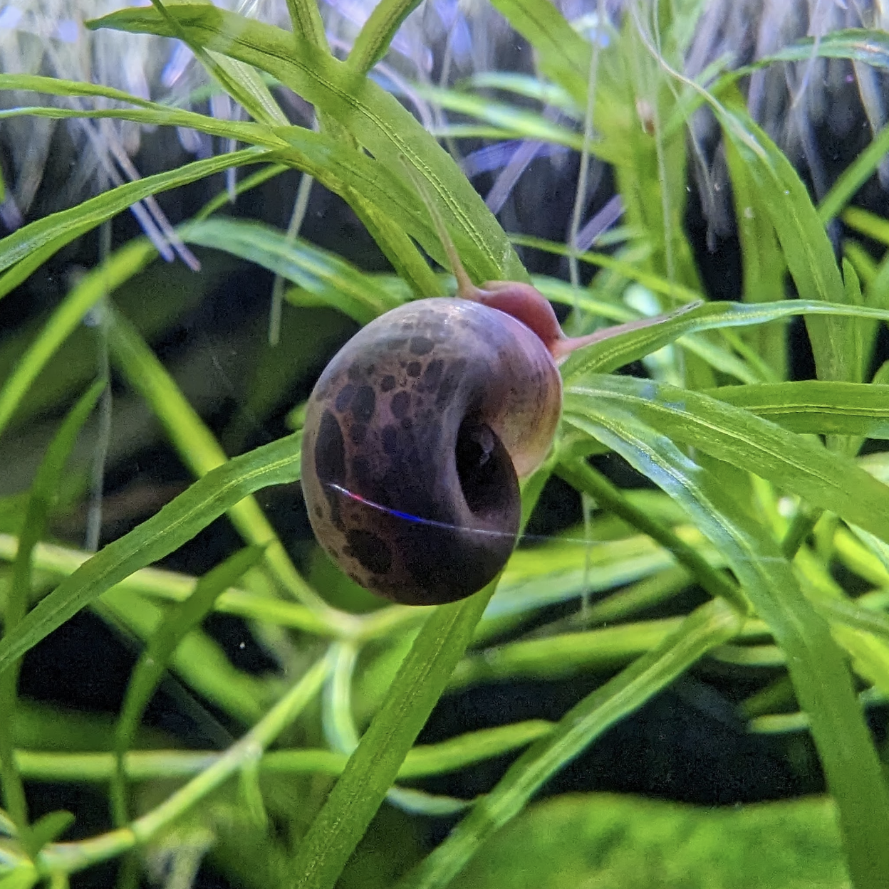 Ramshorn snail Planorbella duryi