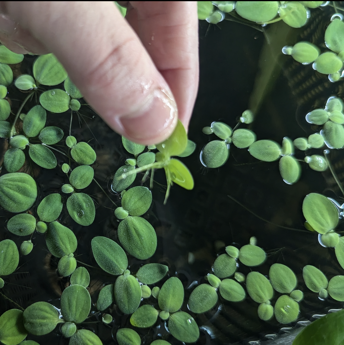 Water lettuce Pistia stratiotes