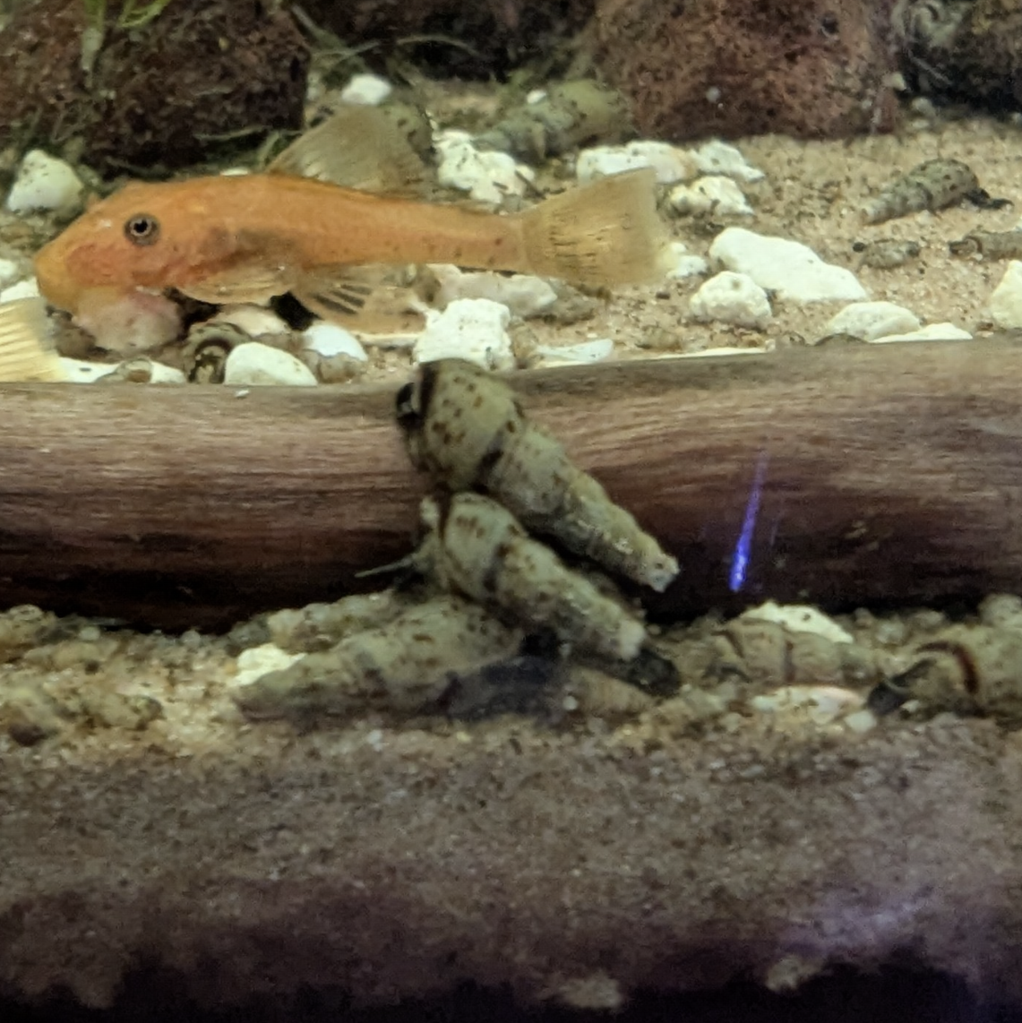 Malaysian Trumpet Snails Red-rimmed Melania