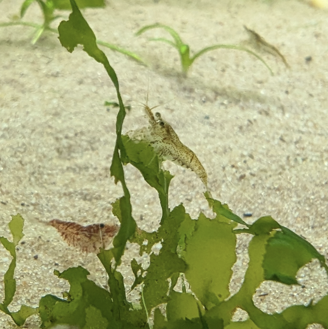 Neocaridna shrimp culls