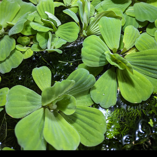 Water lettuce Pistia stratiotes
