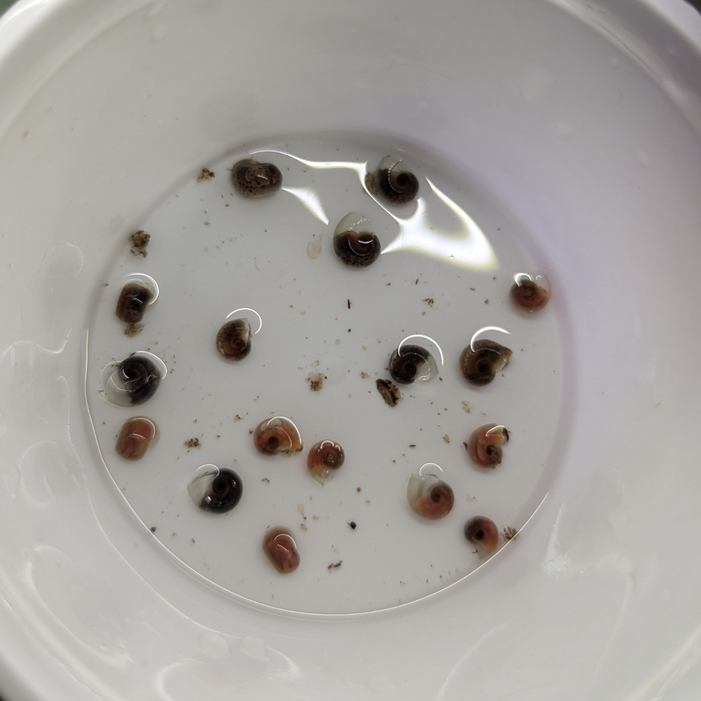 Ramshorn snail Planorbella duryi