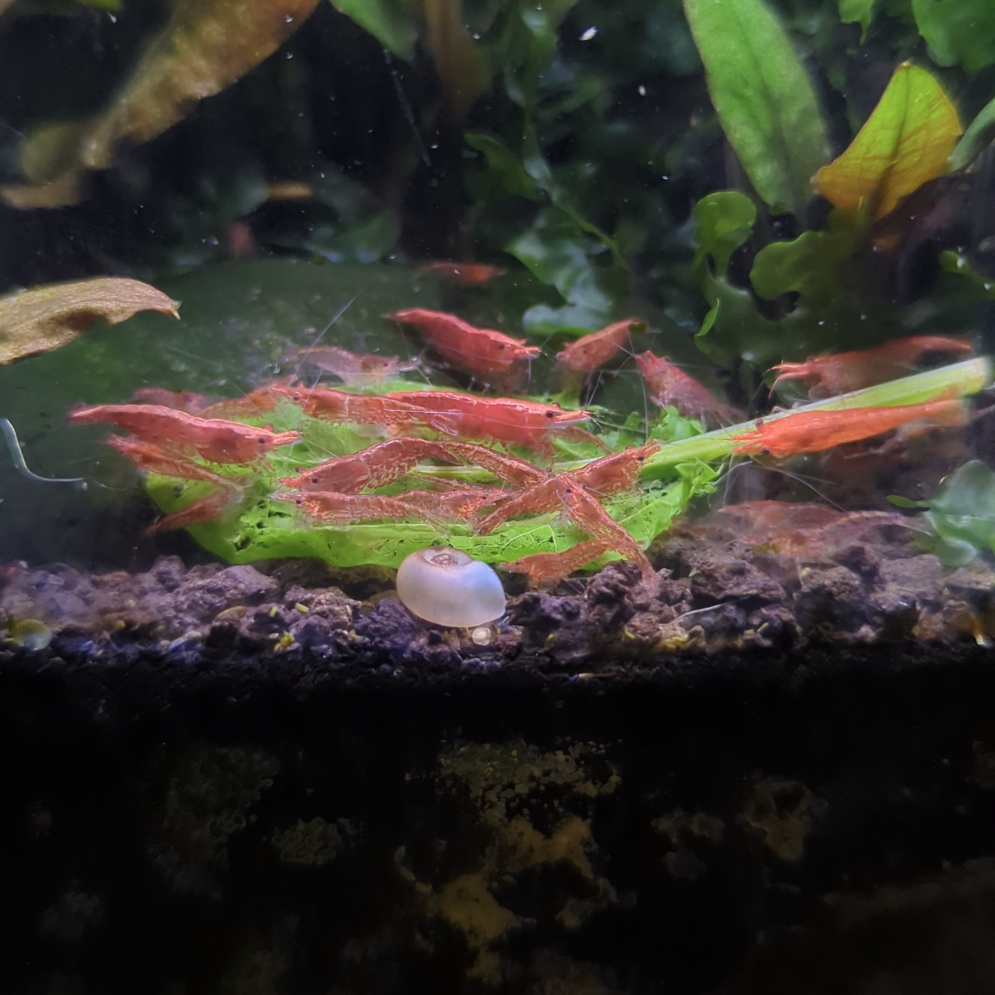 Red cherry shrimp