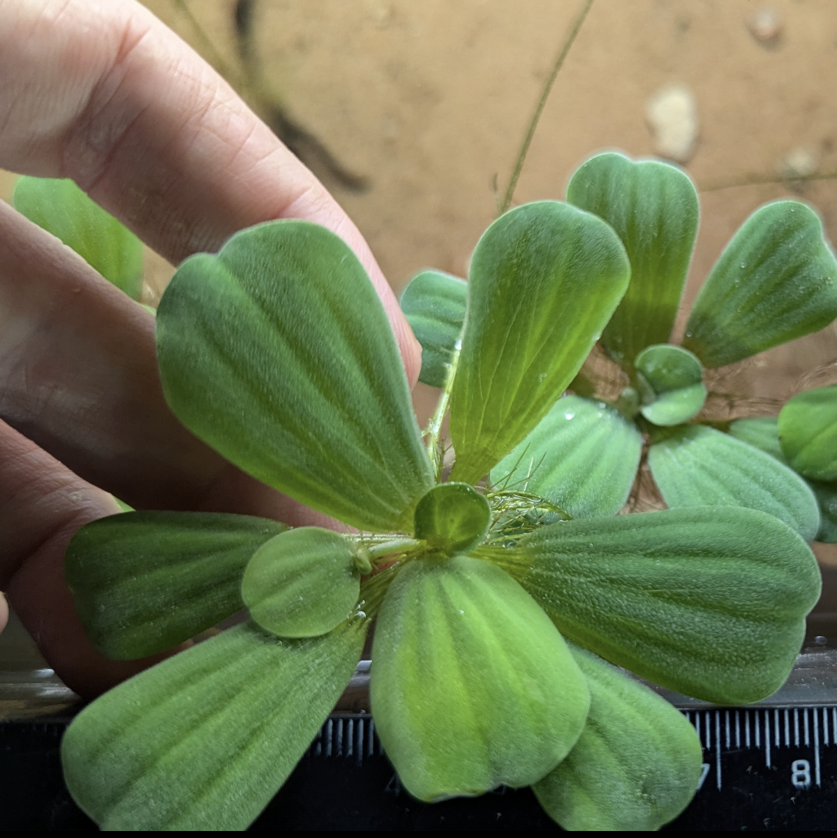 Water lettuce Pistia stratiotes