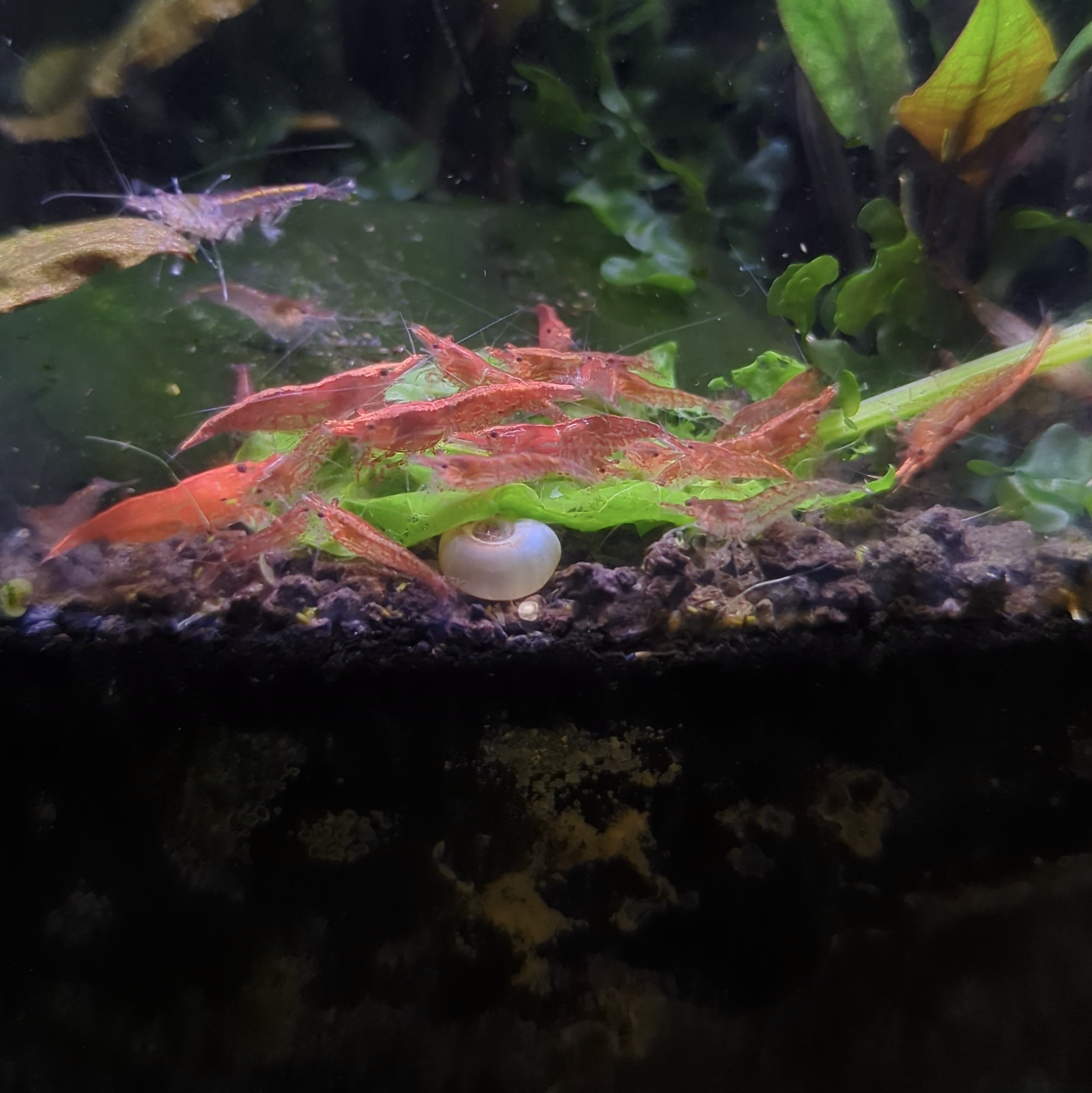 Red cherry shrimp
