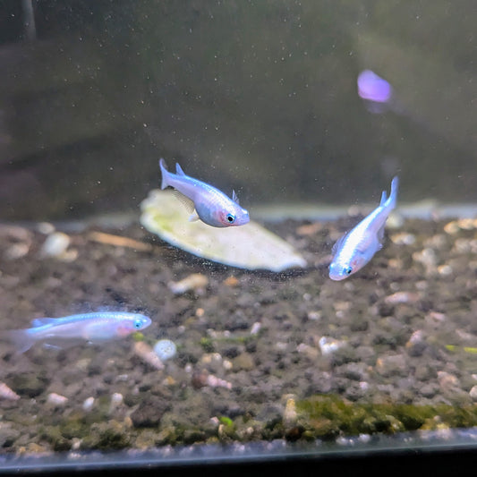 Platinum 'Miyuki' Medaka Rice Fish  (Oryzias latipes)