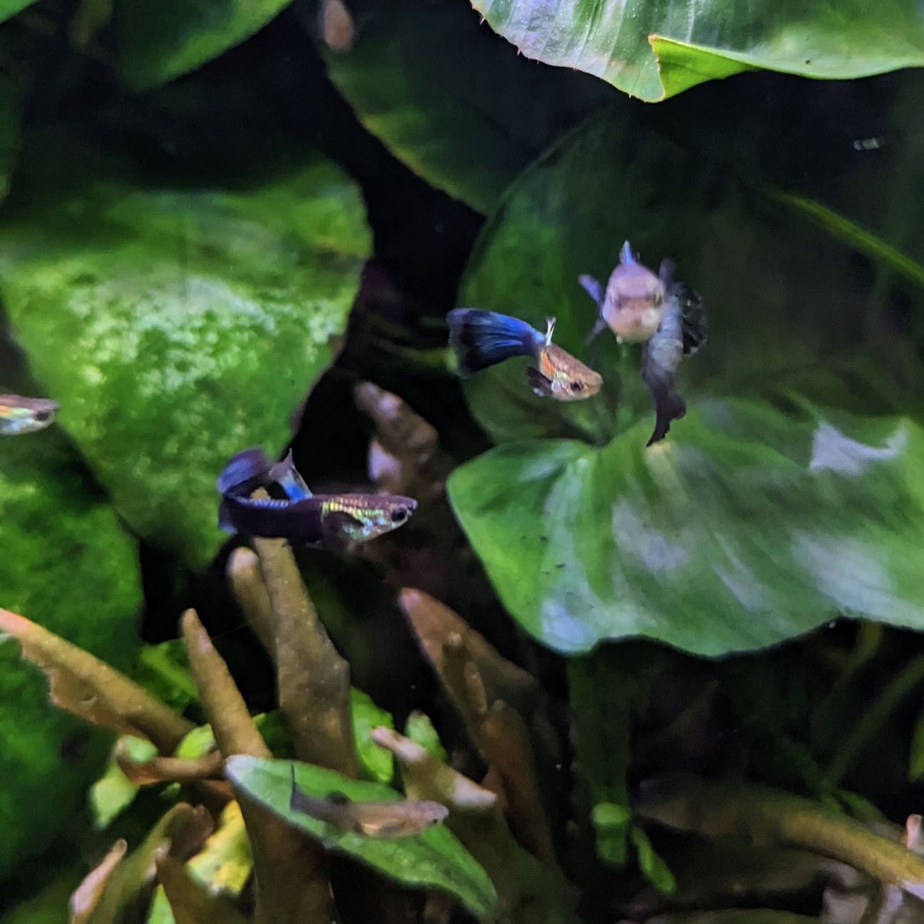 Blue Green Moscow guppy
