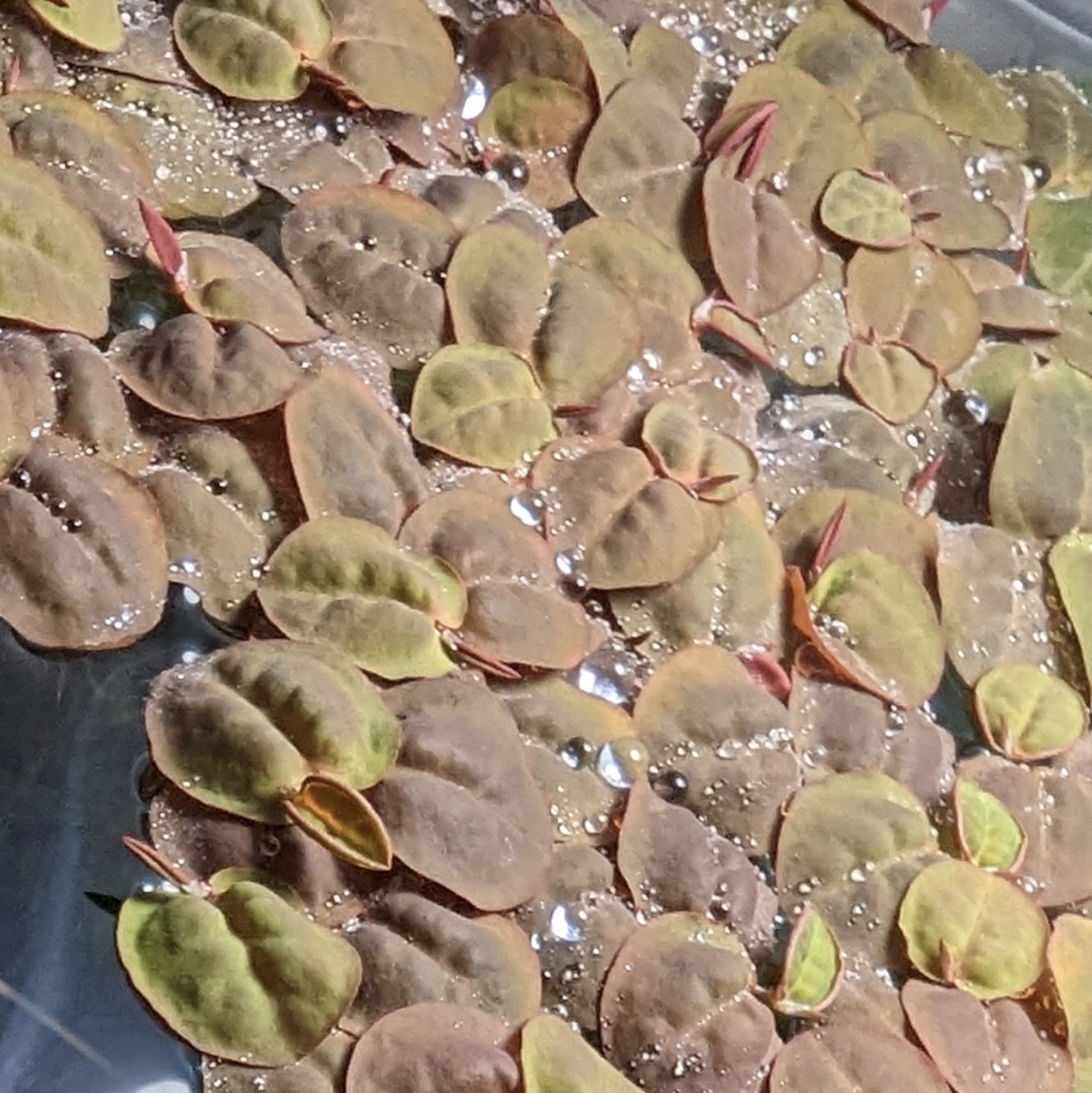 Red Root Floater (Phyllanthus fluitans)