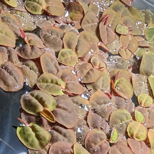 Red Root Floater (Phyllanthus fluitans)