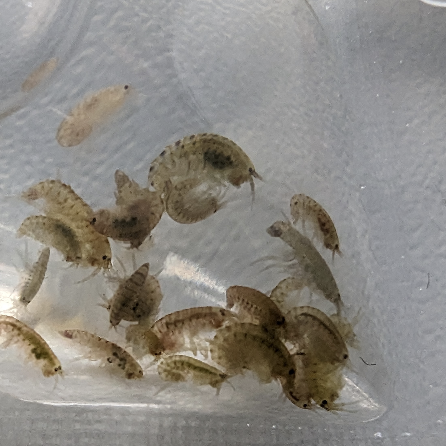 Freshwater scud Gammurus pulex