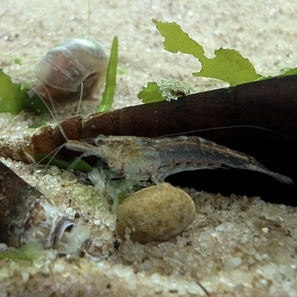 Neocaridna shrimp culls