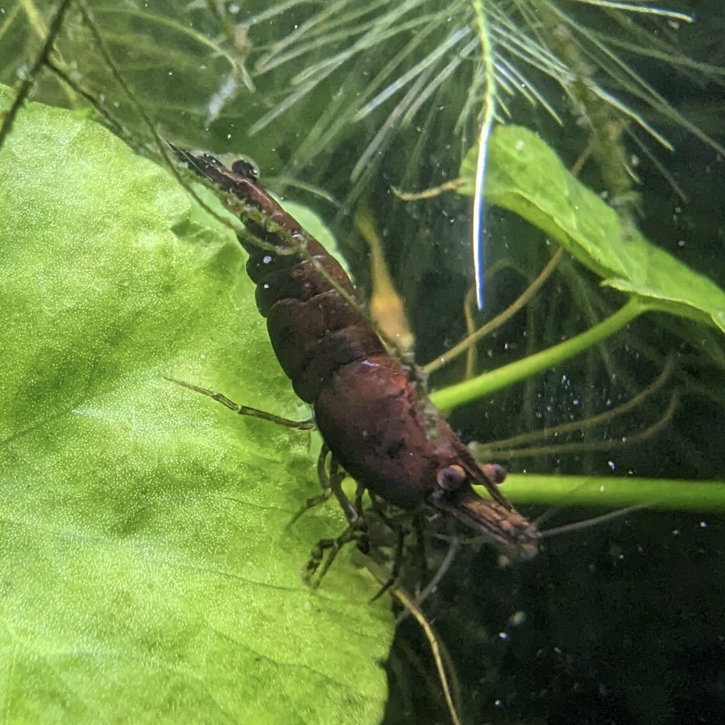 Skittles shrimp Neocaridna