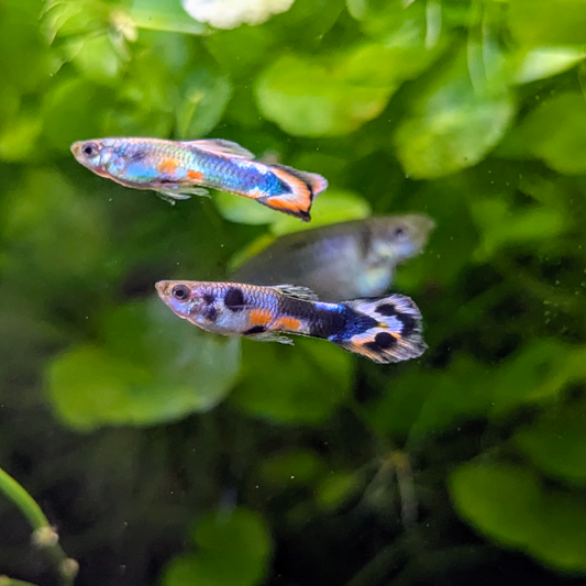 Assorted Endler Guppies