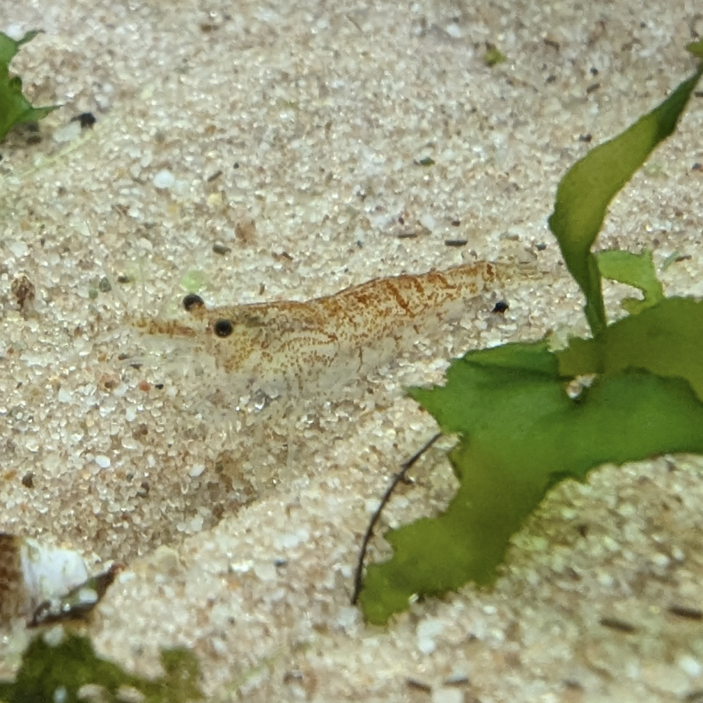 Neocaridna shrimp culls